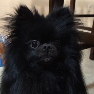 Meet your Posher, Maria